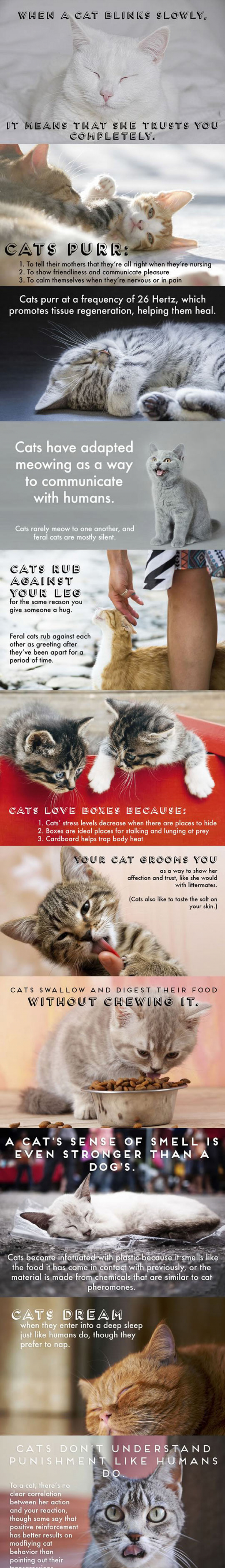 Something You Probably Didn’t Know About Cats