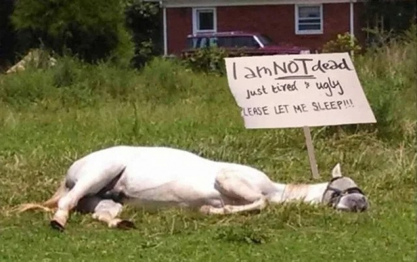 The poor horse just wants a nap