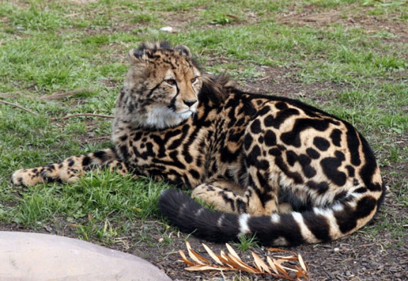 The Rare King Cheetah