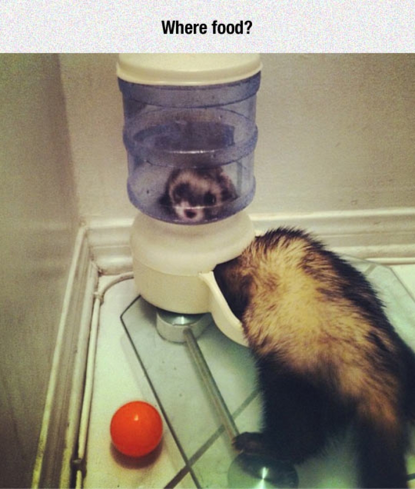 Cat-Snake In The Feeder
