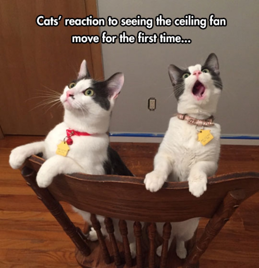 Those Faces Are Priceless