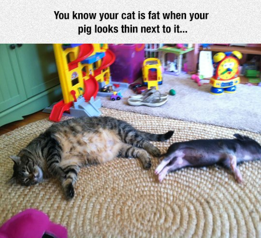 How You Know Your Cat Is Fat