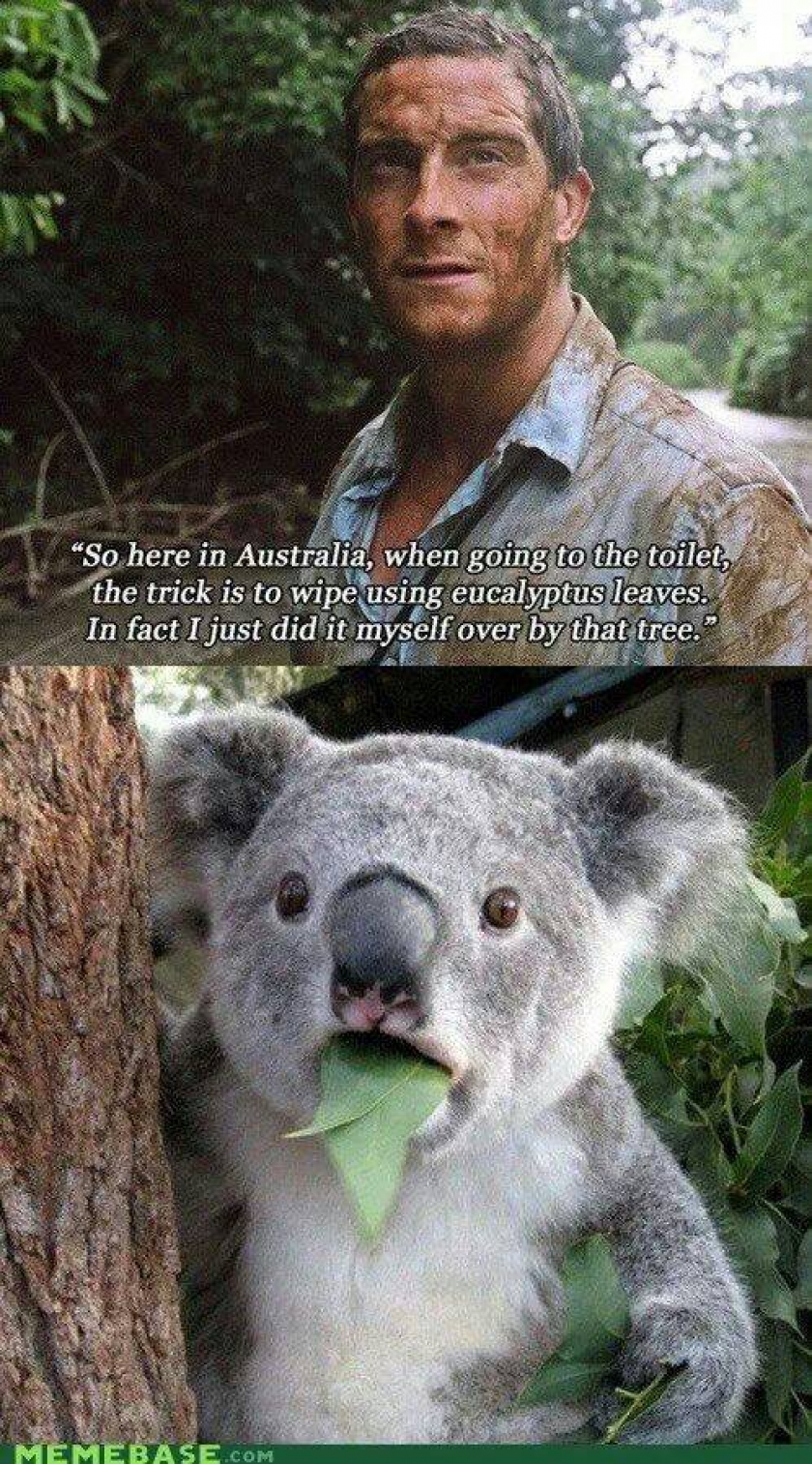                          Dammit bear                      