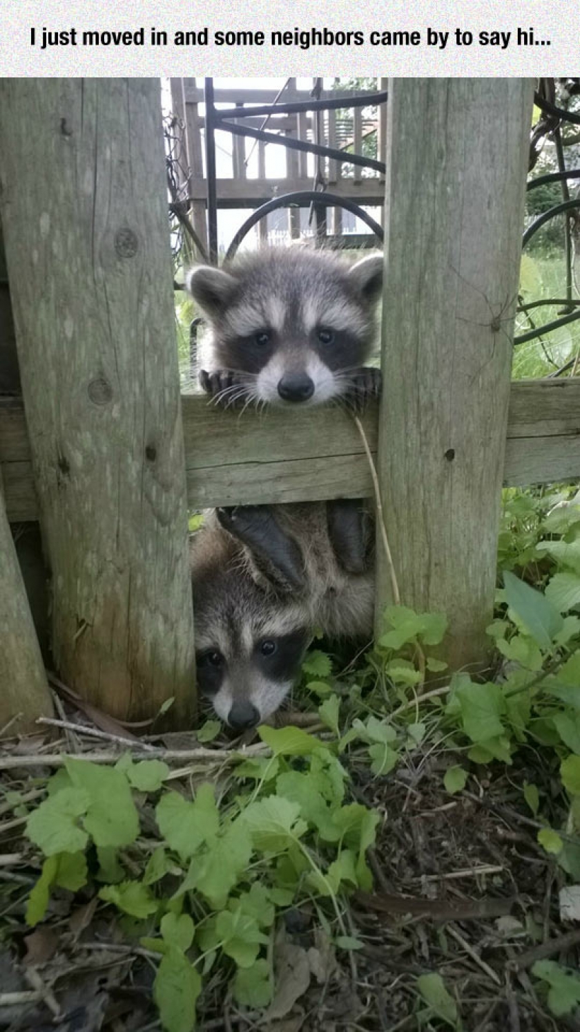 Best Neighbors Ever