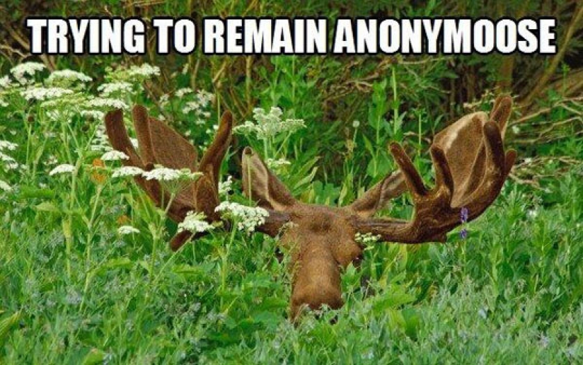 As A Canadian, It Is My Obligation To Show You This Guys