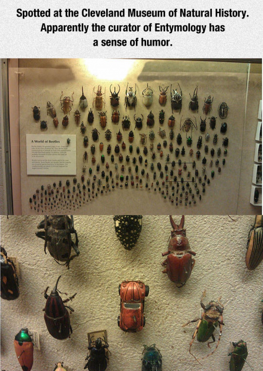 Well, It Actually Is A Beetle