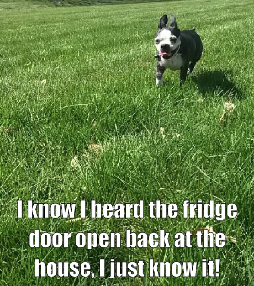 Those little legs will get him there