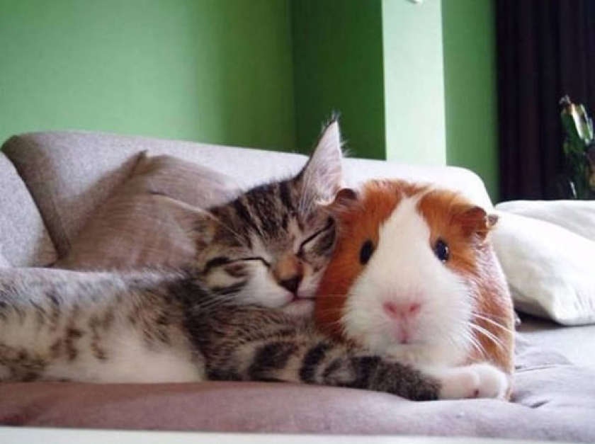 A Kitty And A Guinea