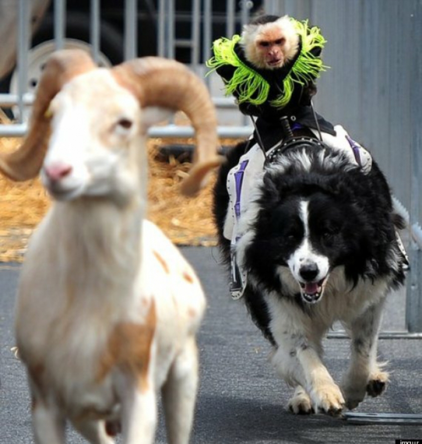 Just a monkey riding a dog chasing a goat
