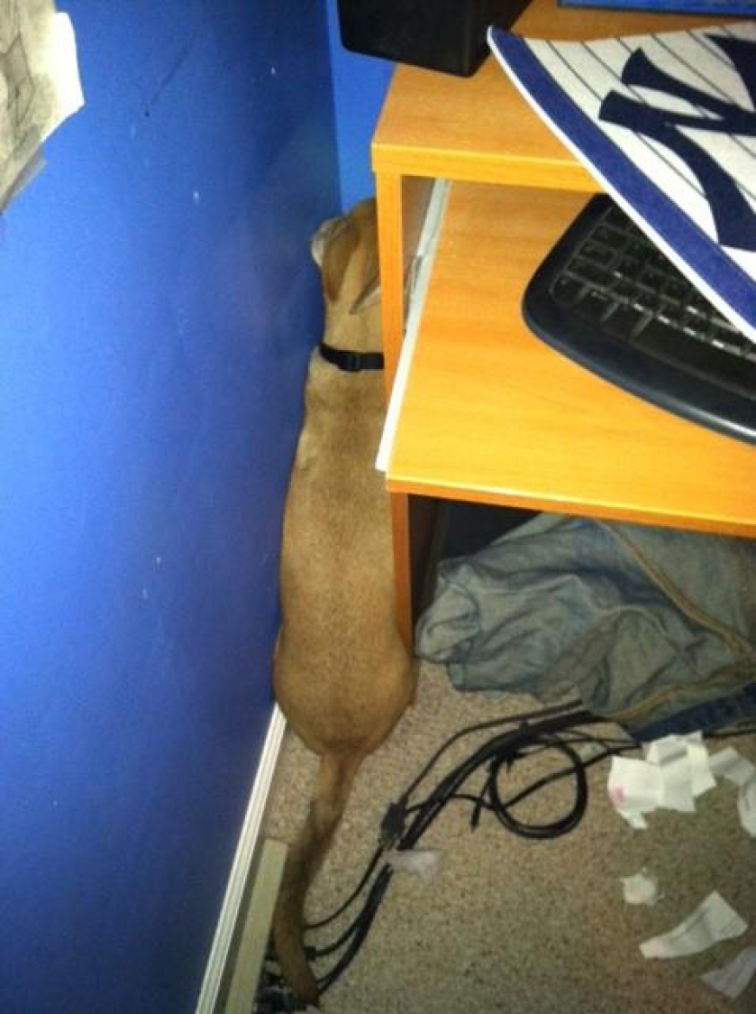                          How I know my dog has done something bad                      