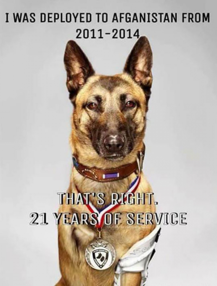 A True Dog Hero