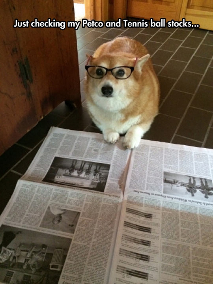 Financial Analyst Corgi