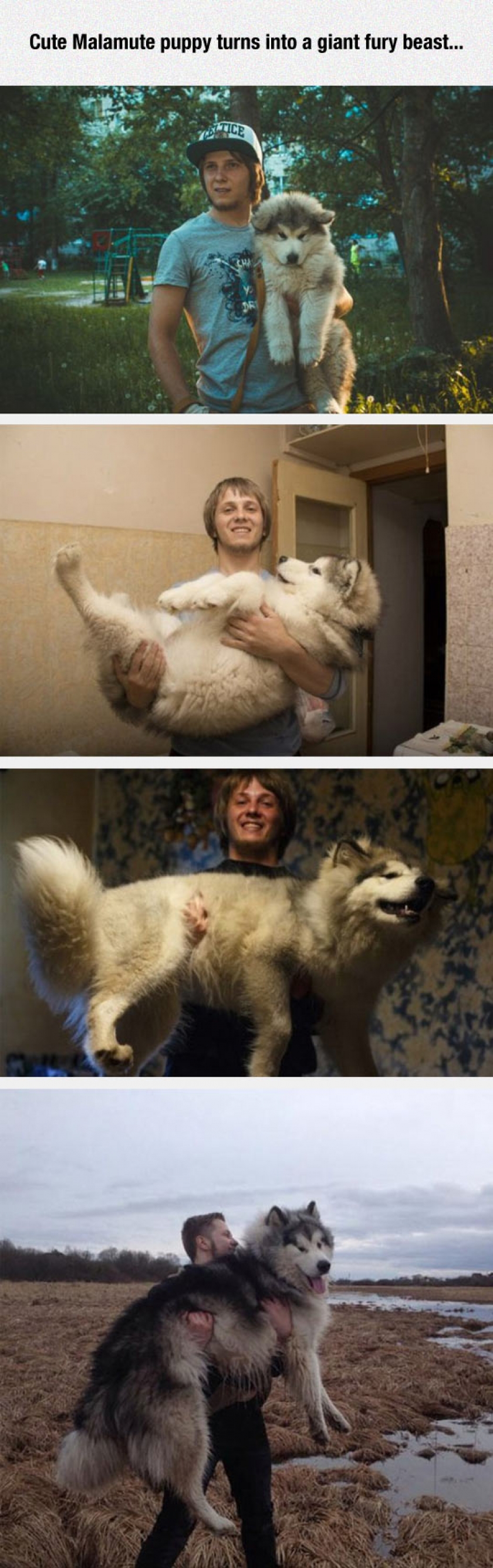 Giant Fury Beast