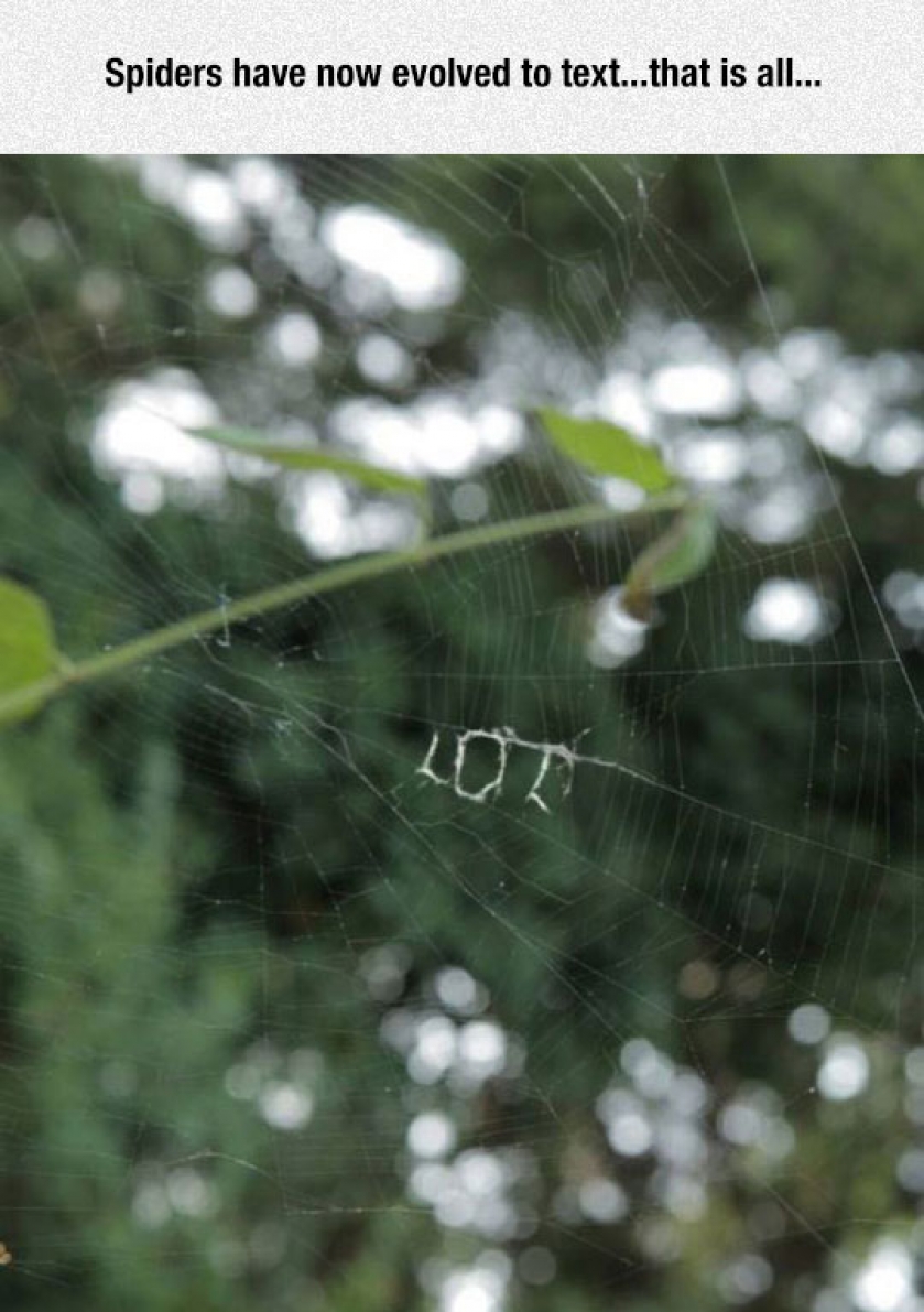 Texting Spiders
