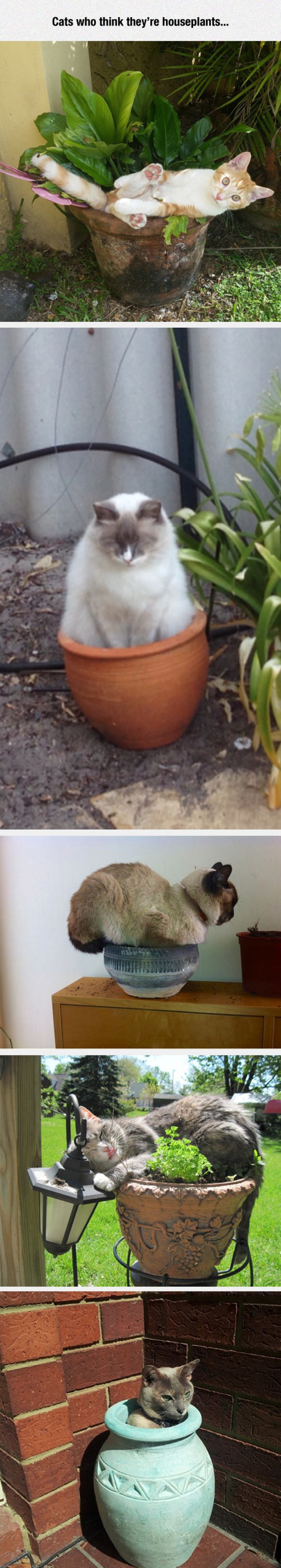 Houseplant Cats