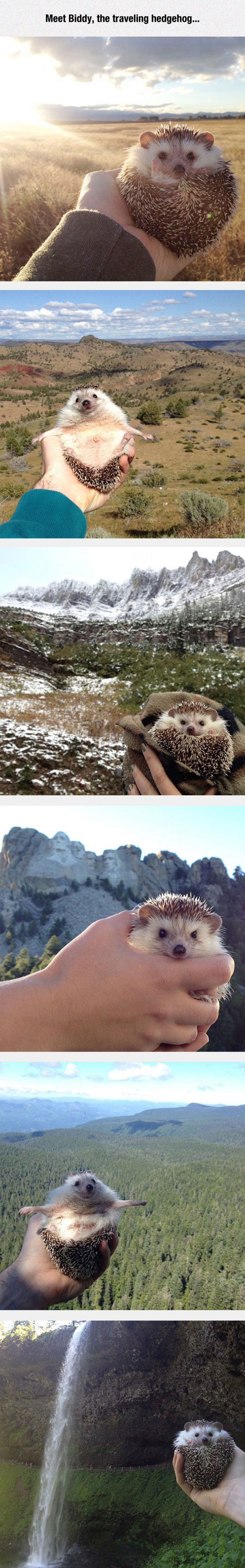 The Traveling Hedgehog