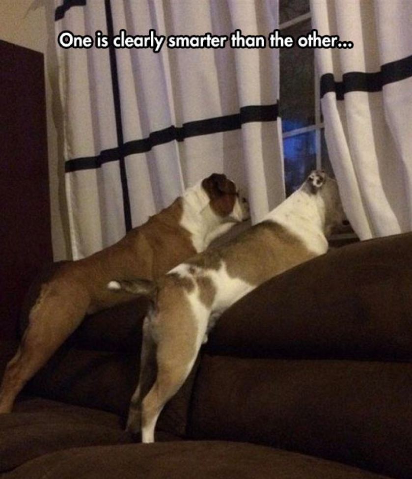 Find The Dumb Brother