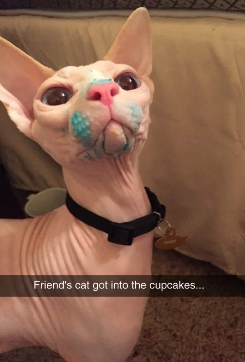 That’s A Creepy Looking Cat