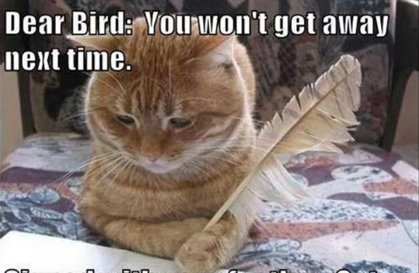 Dear Birdy