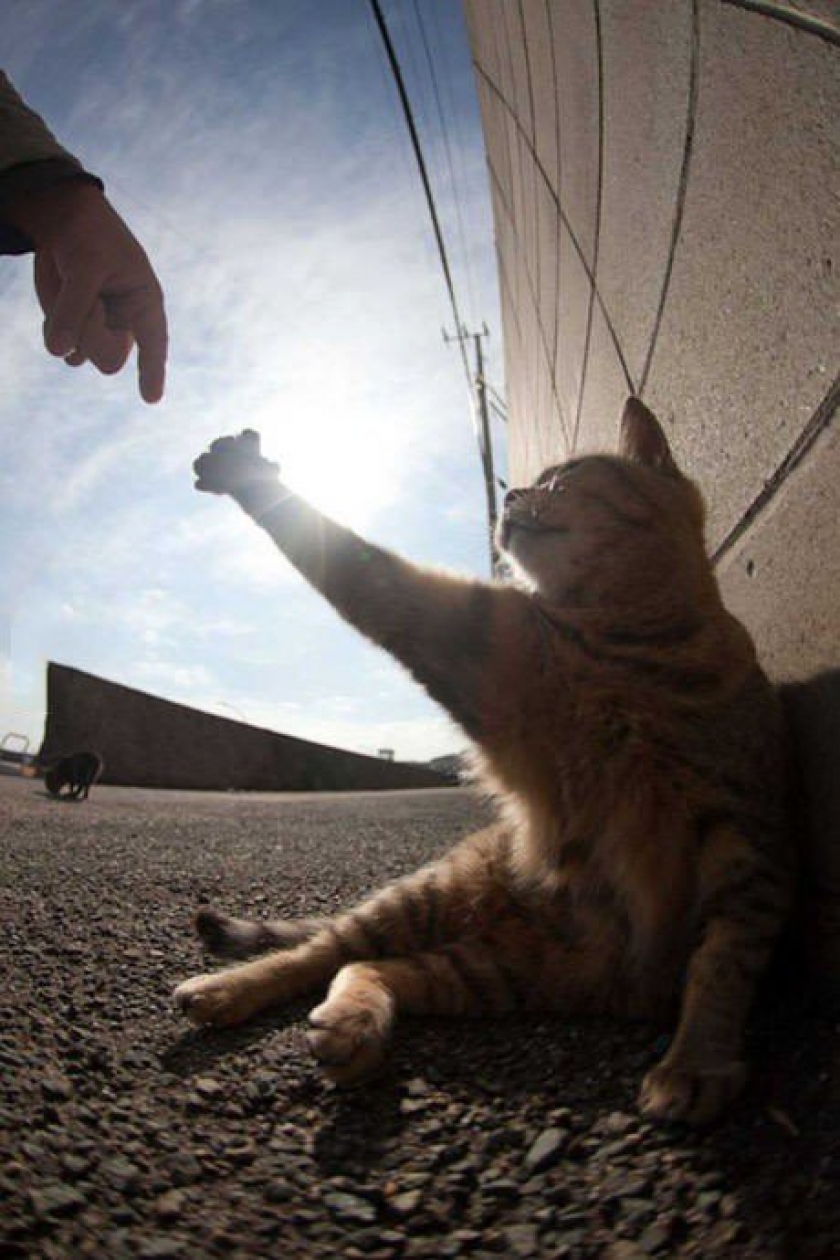 Halp meh hooman