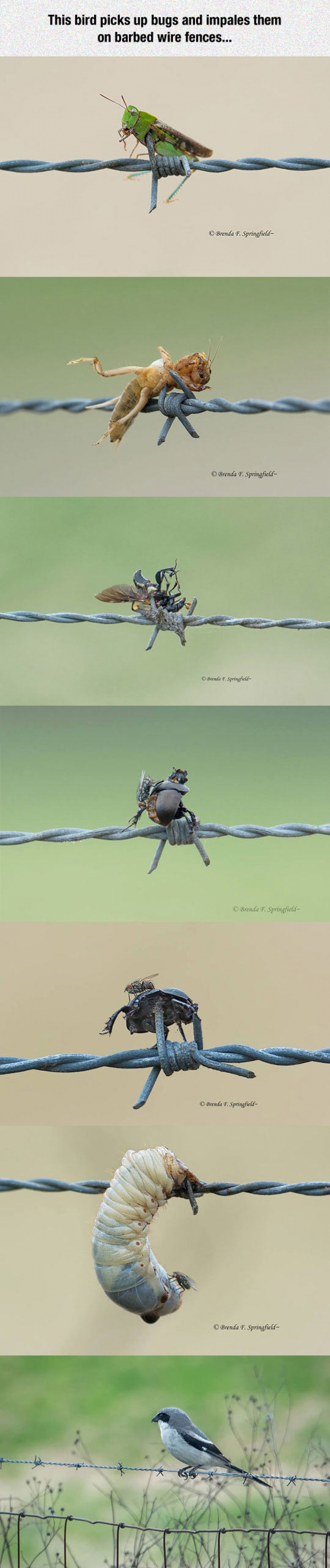 One Smart Bird