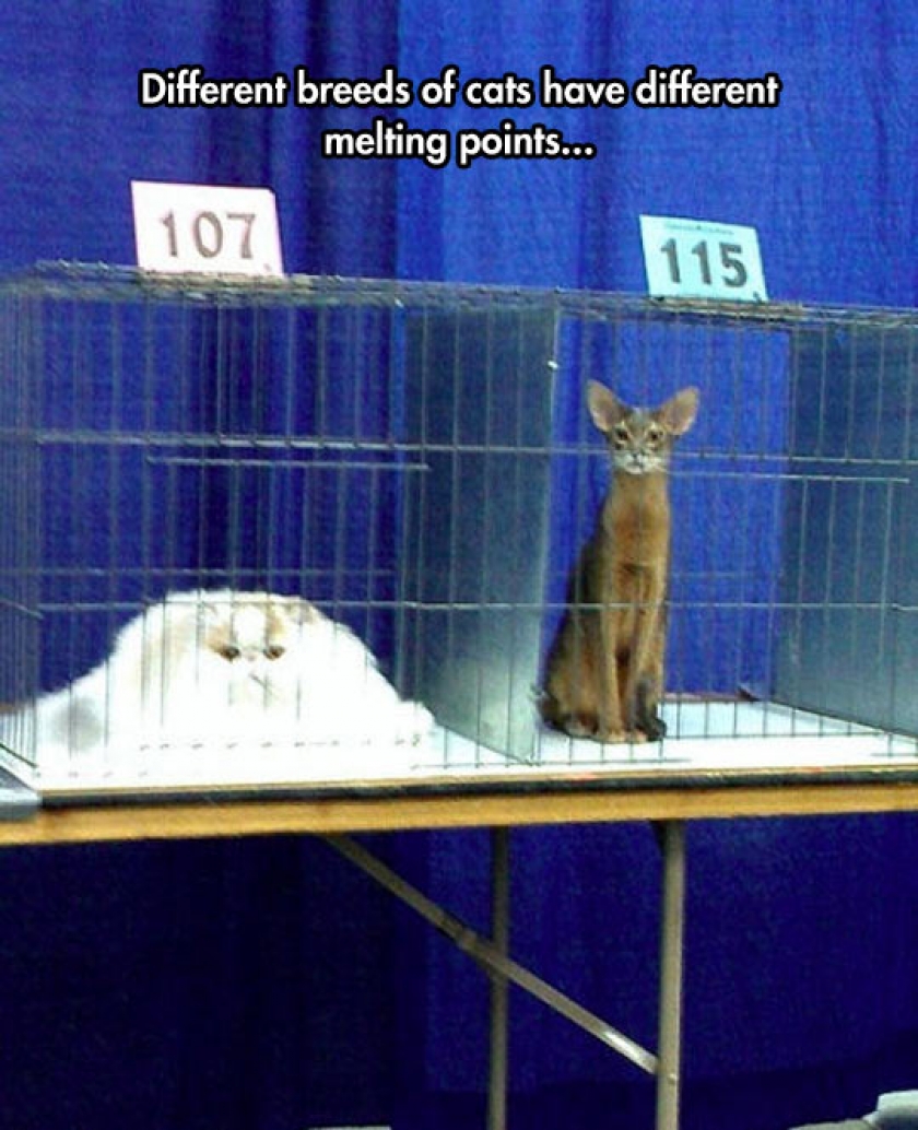 Different Breeds Of Cats