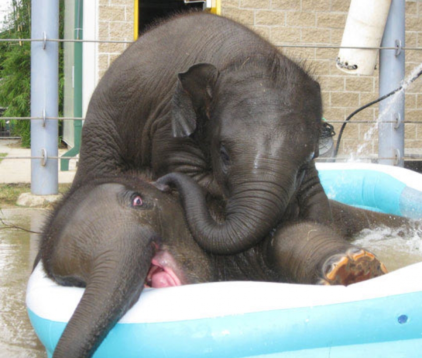 Having Fun In The Pool