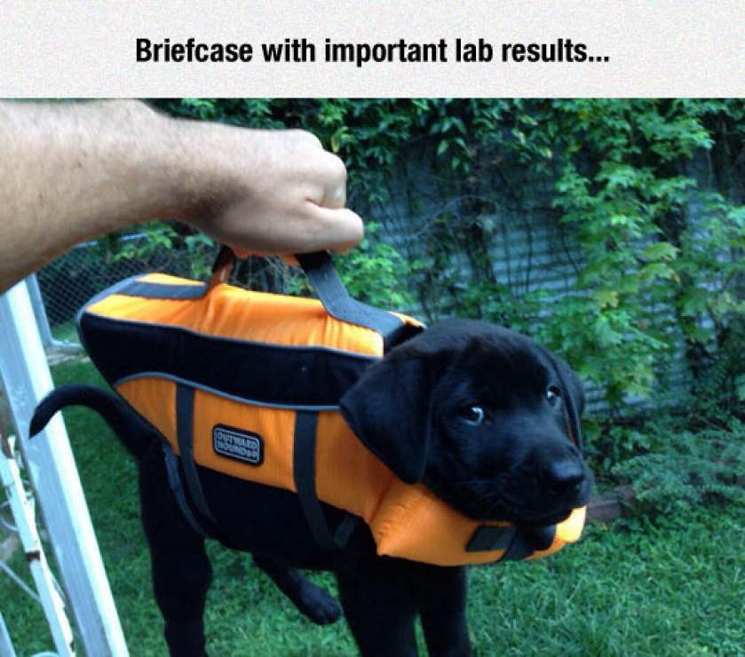 Lab Results