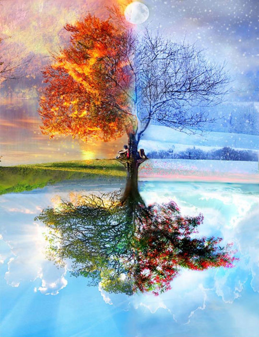 One Old Tree, Four Seasons