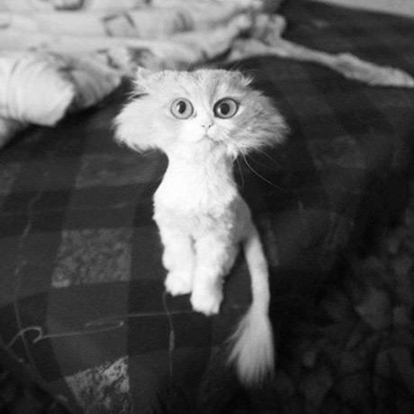 Cat gets a haircut, looks like an idiot in front of everyone