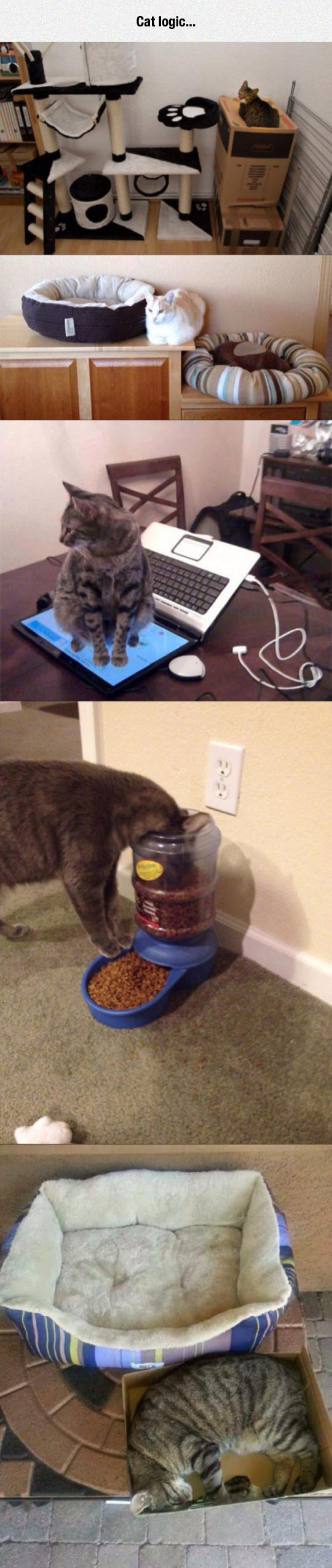 Cat Logic Makes No Sense