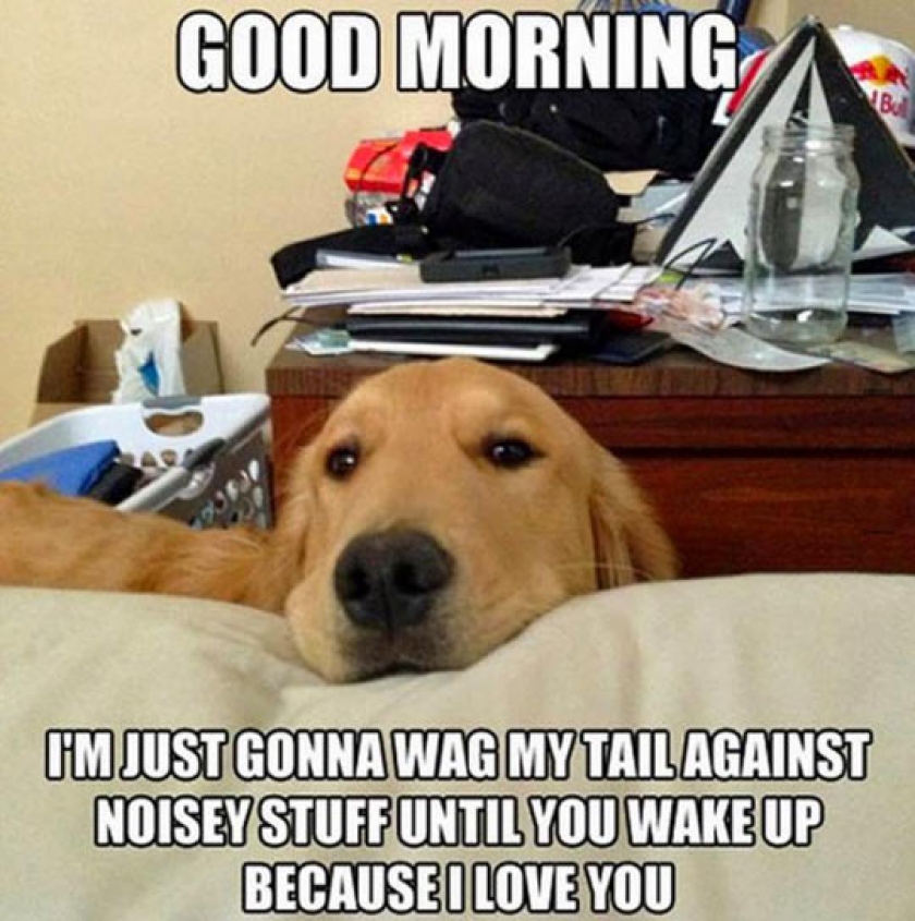 Dog Owners Can Relate