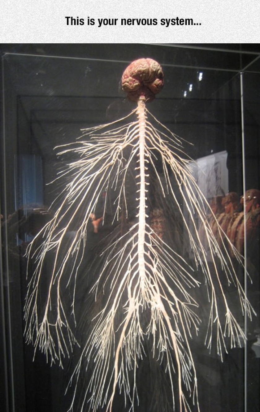 The Amazing Nervous System