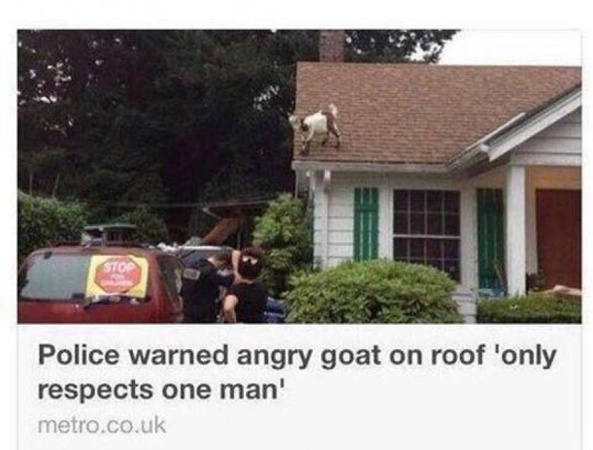 Still One Of My Favorite News Headlines