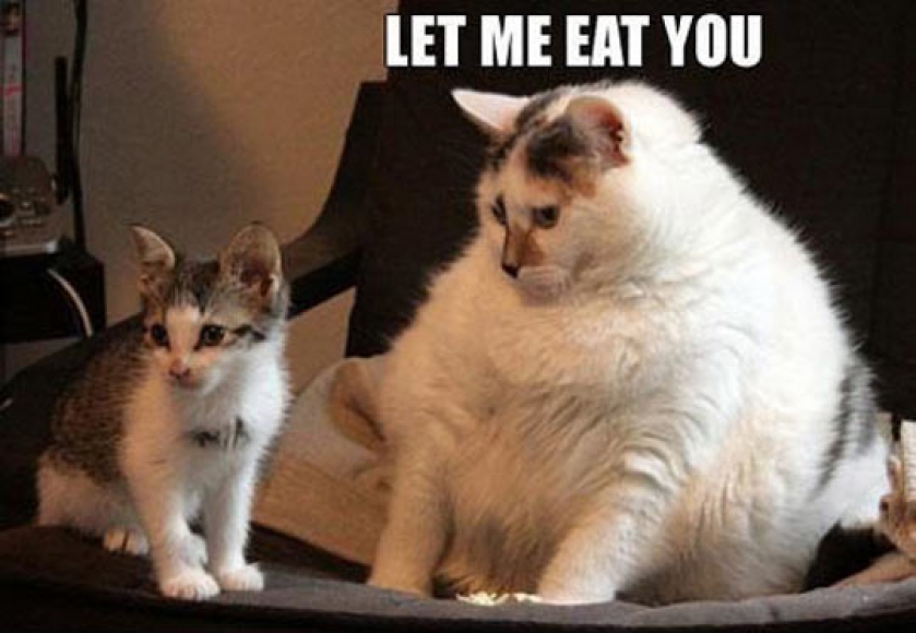 Hungry Hungry Cat