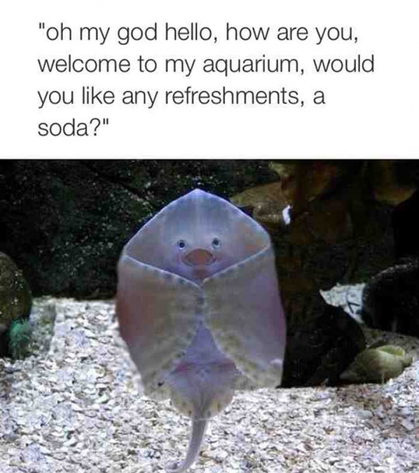 Baby Stingray Host