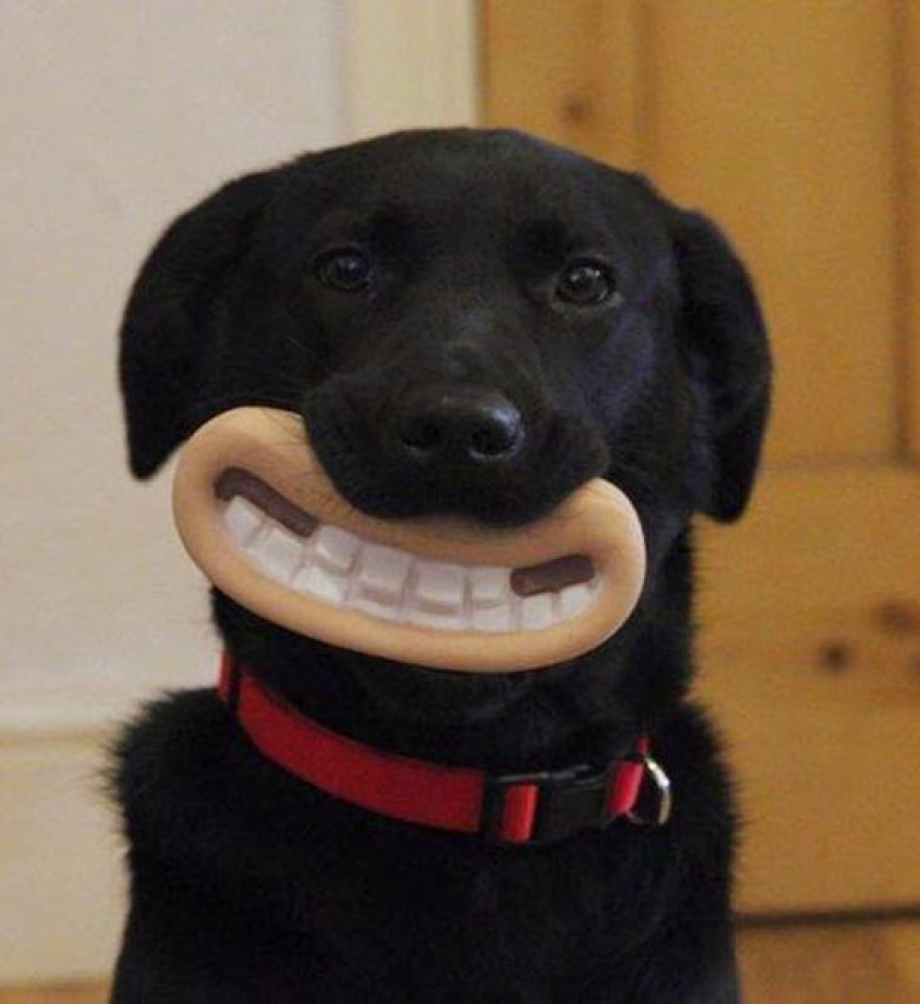 Greatest Chew Toy Of All Time