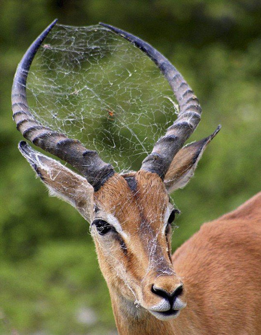 A Spider’s Web