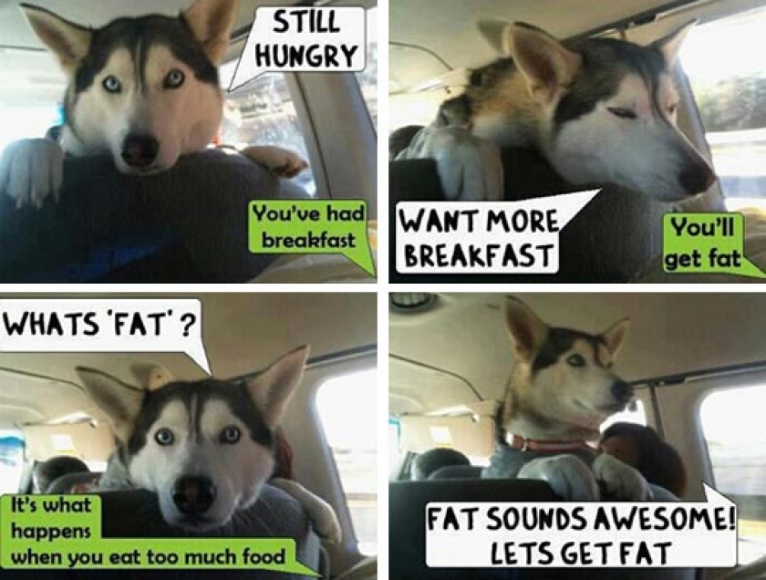 What’s Fat?