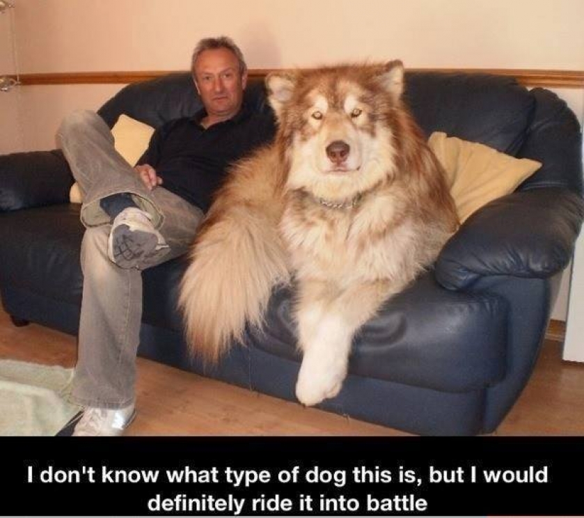                          GoT wants their direwolf back                      