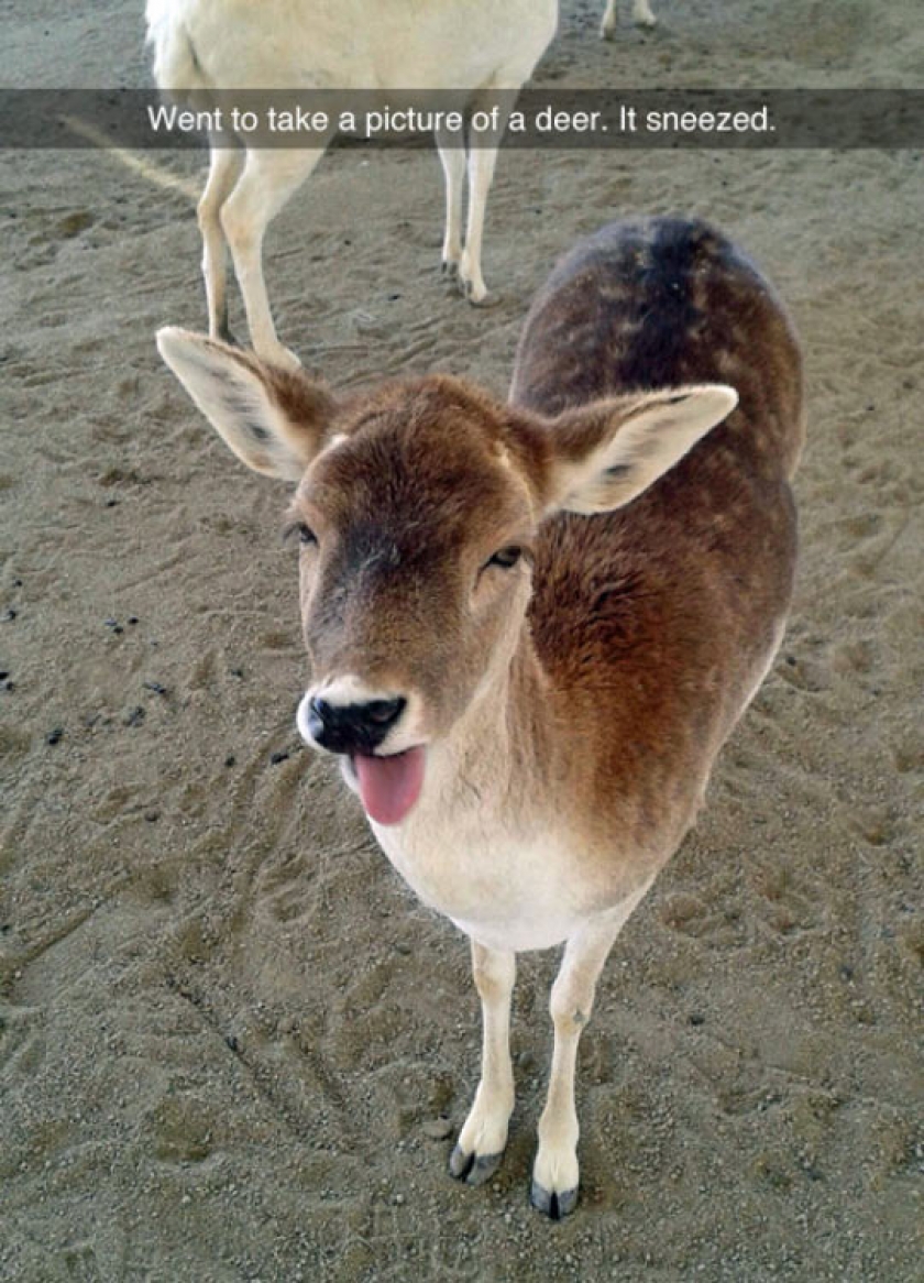 New Species Of Derp Found