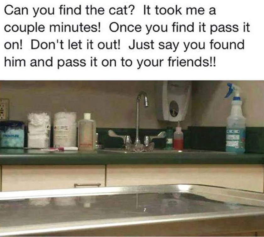 Can You Find The Cat?