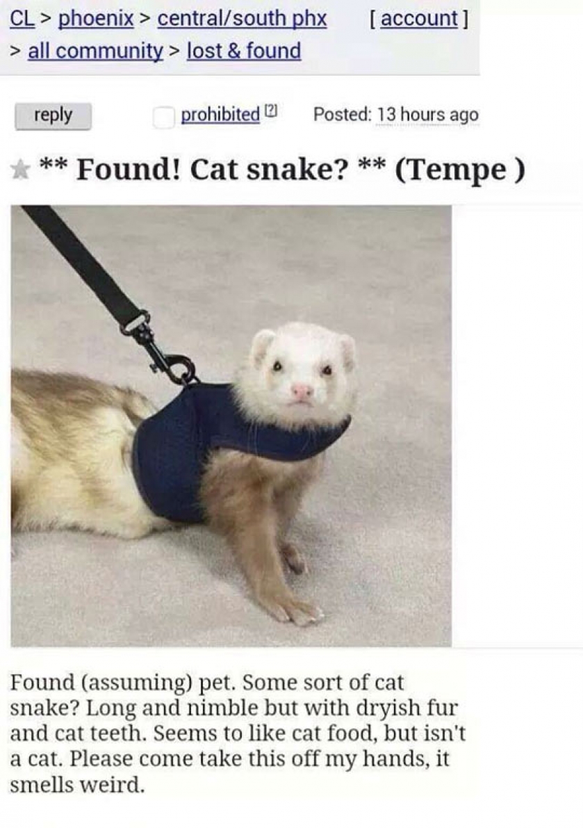 Cat Snake Found
