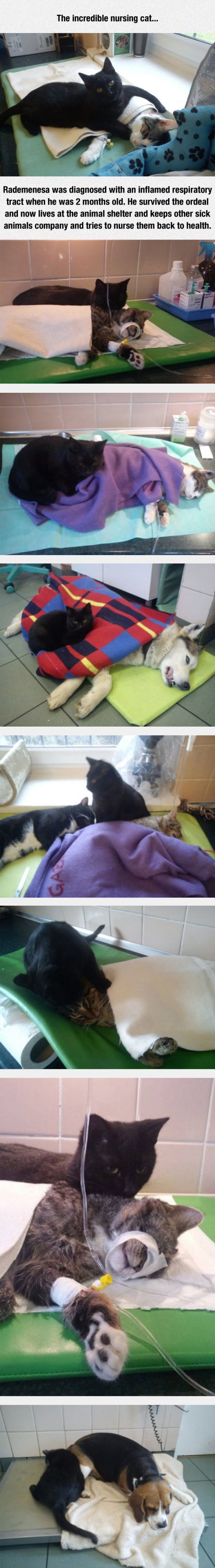 The Nursing Cat