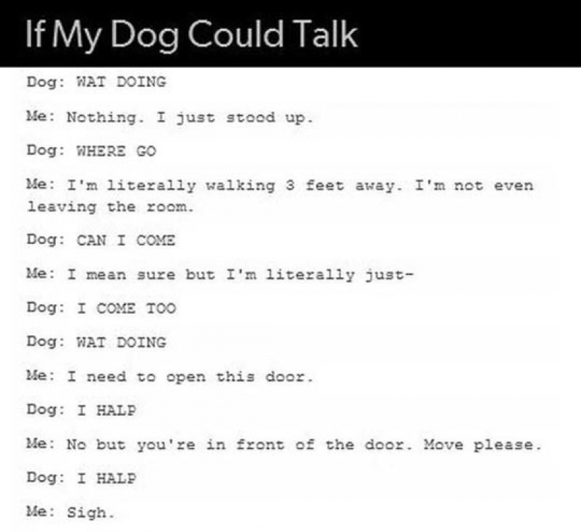 I Read This In The Dogs Voice From Up