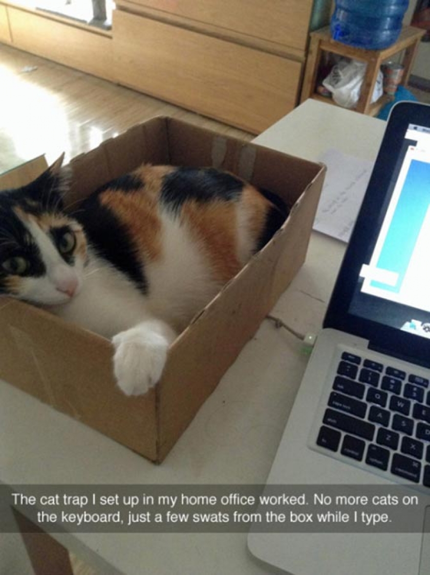 The Cat Trap Worked