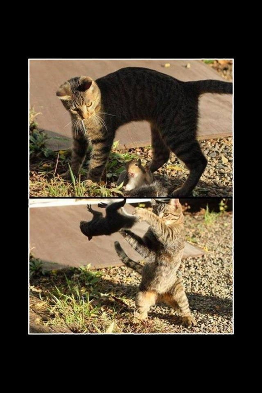                          Mr cat doesn’t like squirrels                      