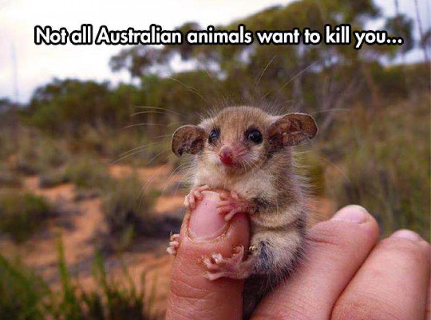 Western Pygmy Possum