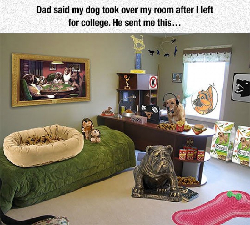 Dog Takes Over