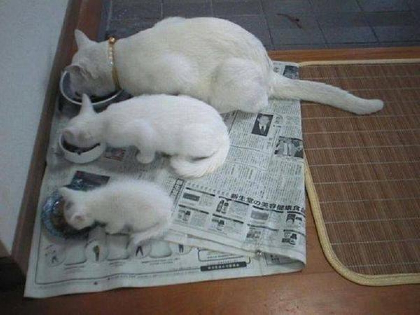 Cat, Catter, Cattest !